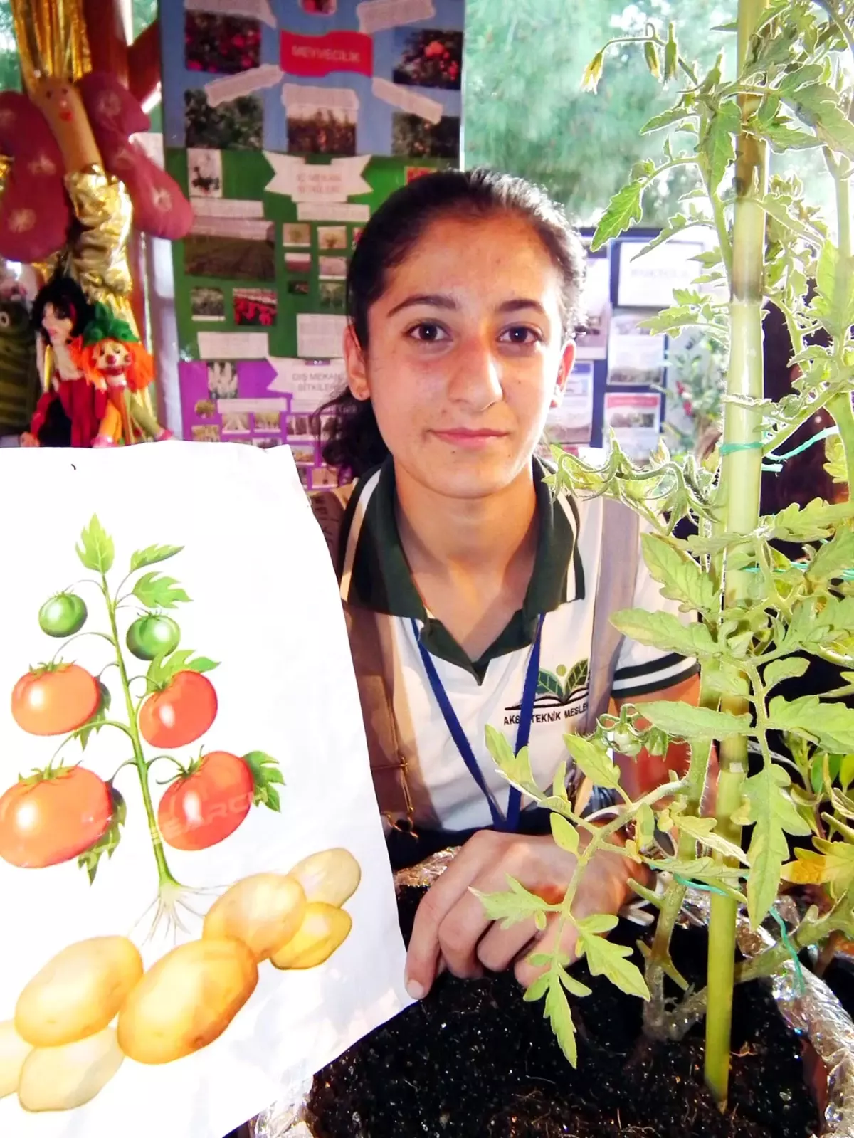 Tek Fideden Patates ve Domates Üretti