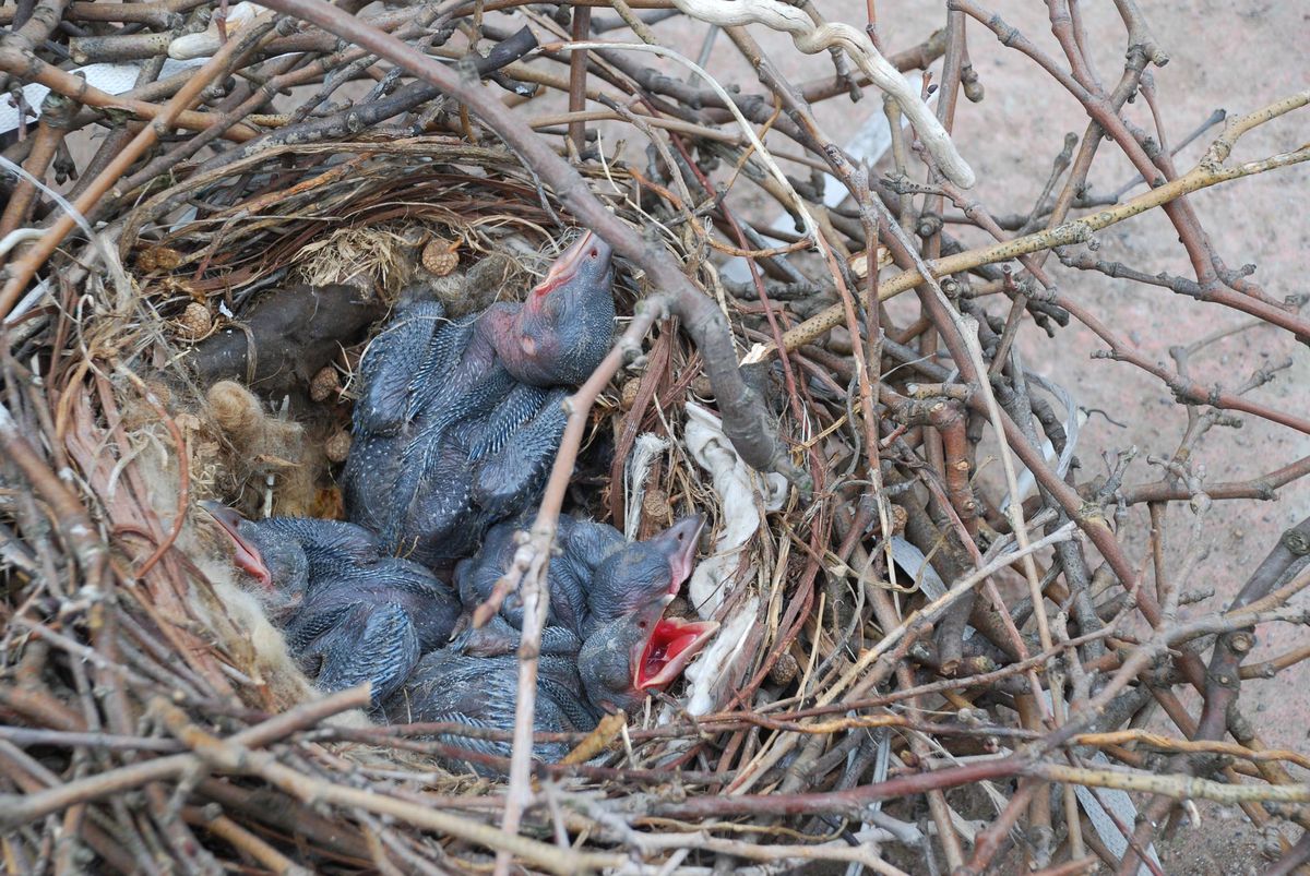 Yol Genişletme Karga Yuvasının Yerini Değiştirtti