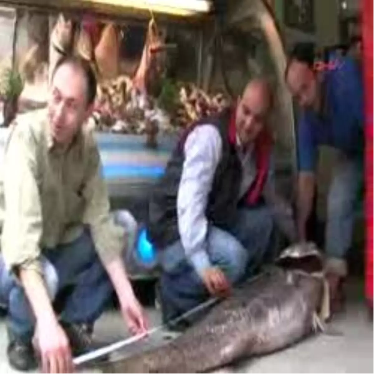 Bursa\'da Dev Balık Görenleri Şaşırttı