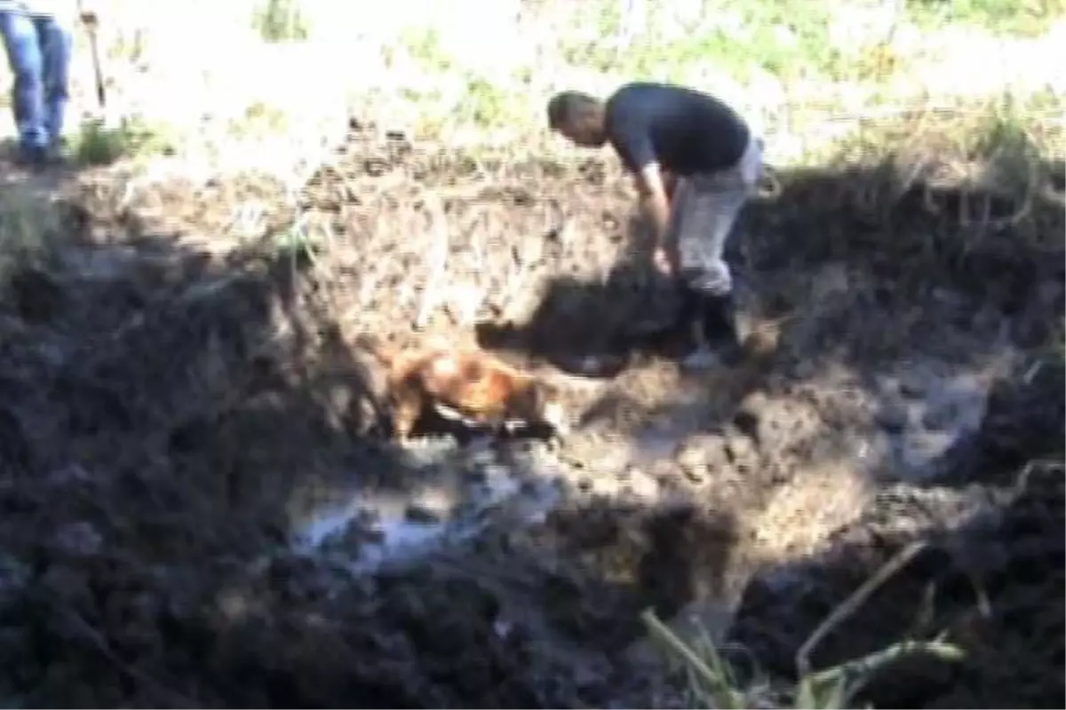 Mürit Cinayetine Ceza