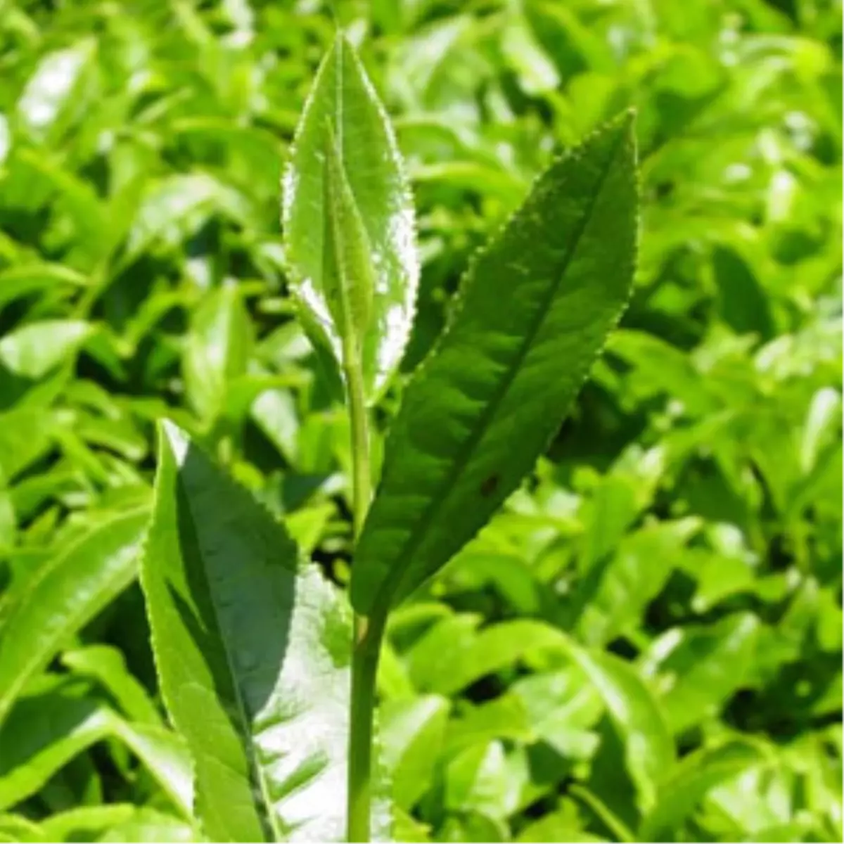 200 Bin Üreticinin Beklediği Haber