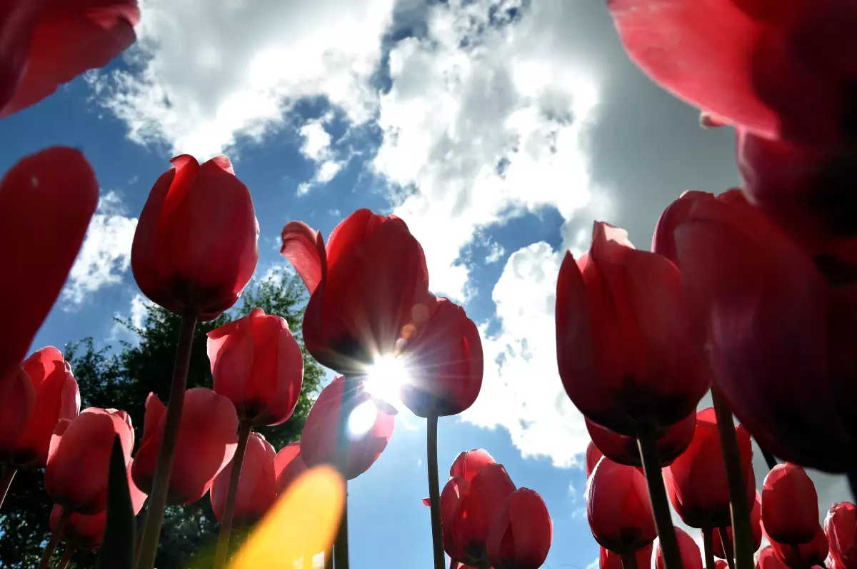 Erzurum\'da Lale Devri