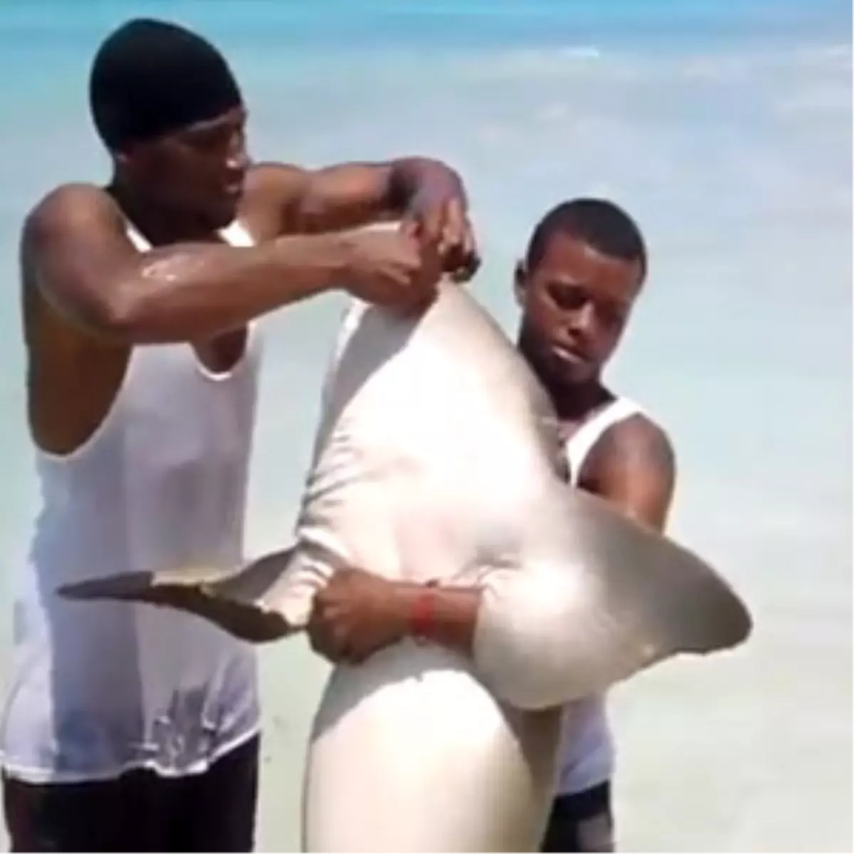 Köpek Balığını Maymun Ettiler / Video