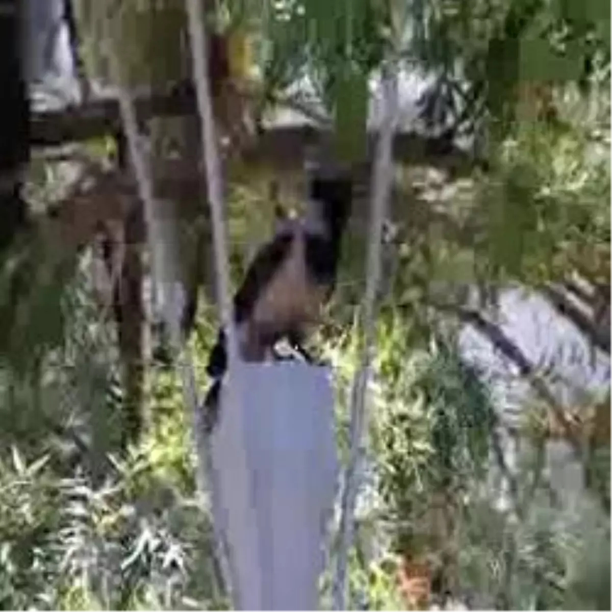 Yaralı Karga Yavrusuna Yardım Eli