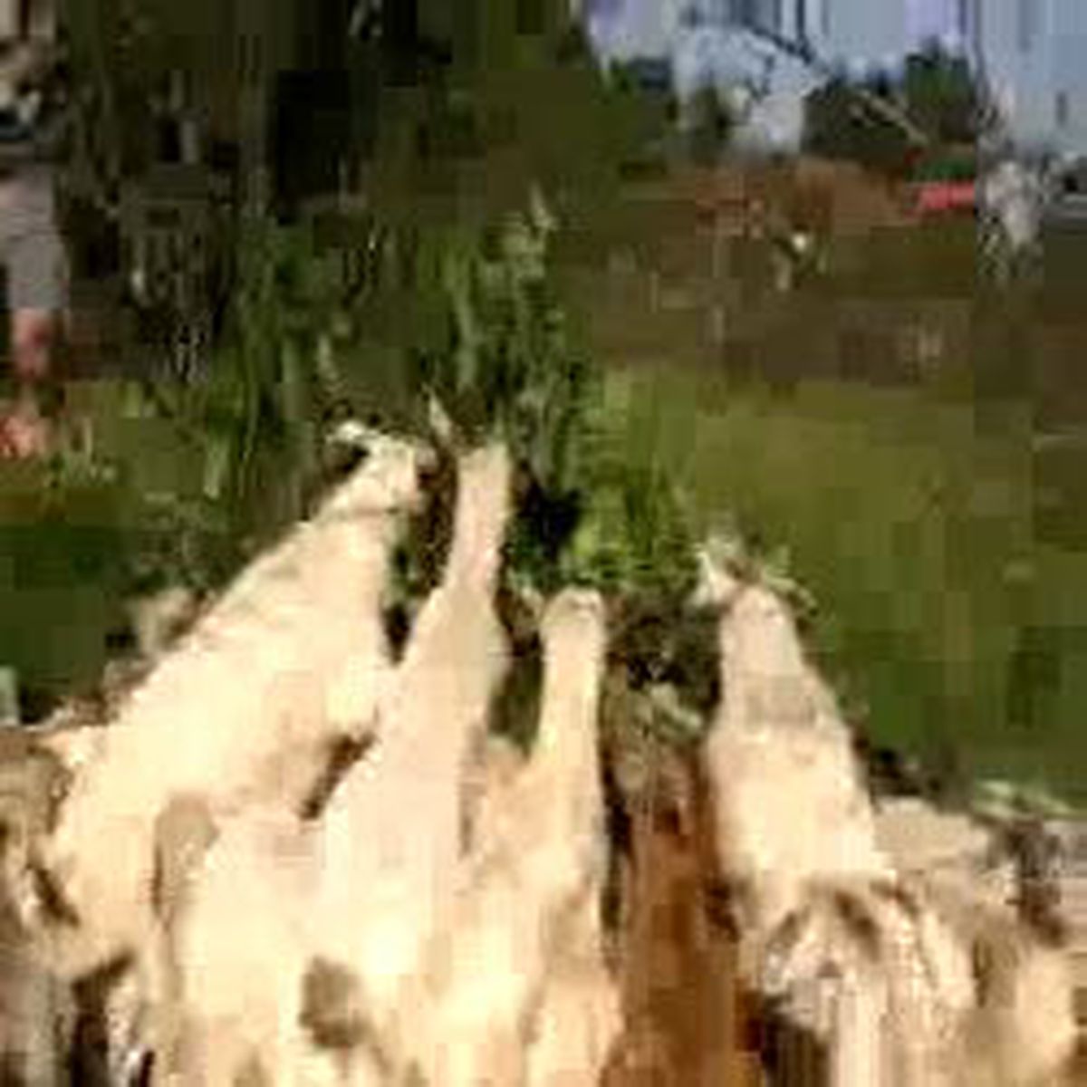 Para Kazandırmıyor Diye Fındık Ağaçlarını Keçilerine Yedirdi
