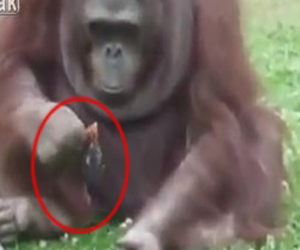 Orangutan Civcivi Eline Aldı Ve... Video