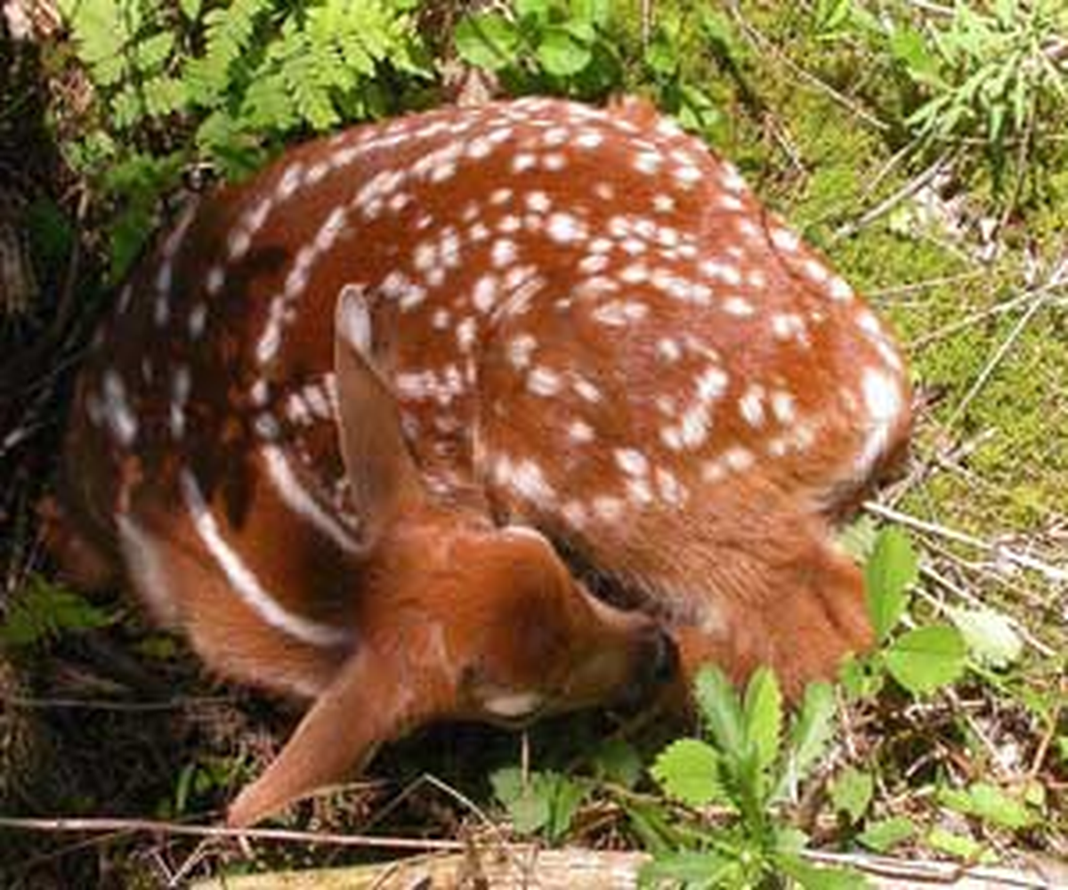 Geyik Yavrusu Tedavi Altına Alındı