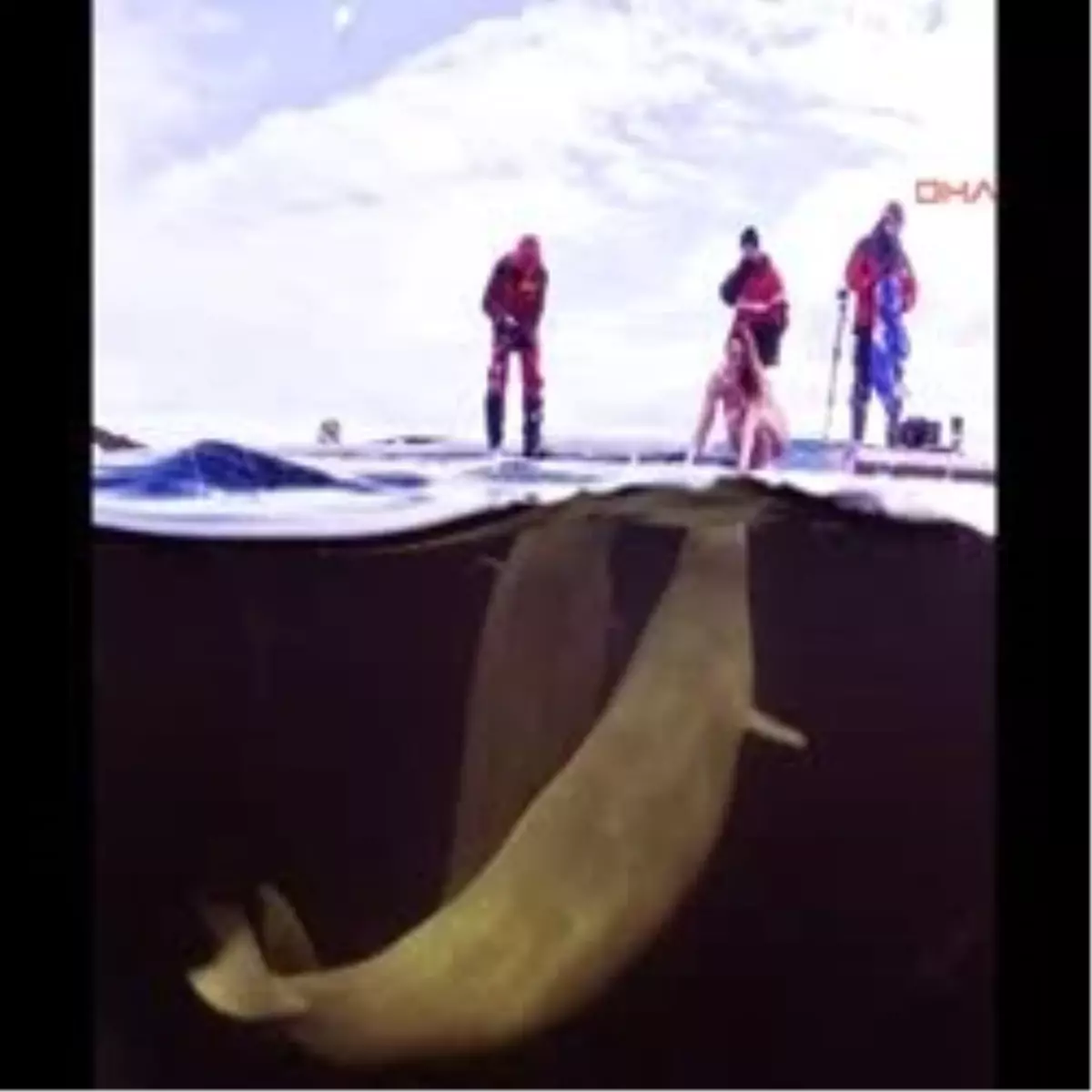 İşte Gerçek Deniz Kızı!