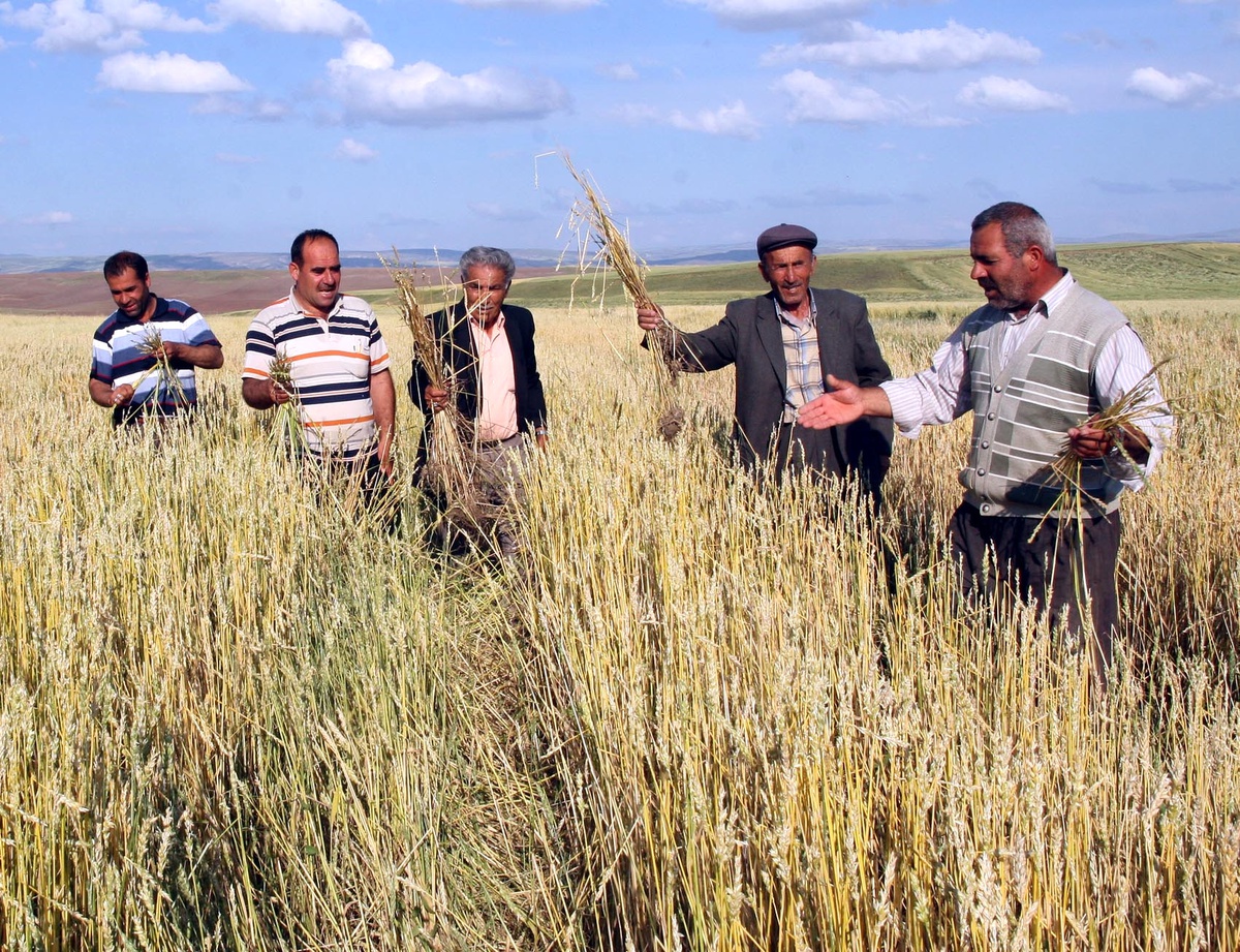 Yozgat'ta Dolu Yağışı Ekili Alanlara Zarar Verdi