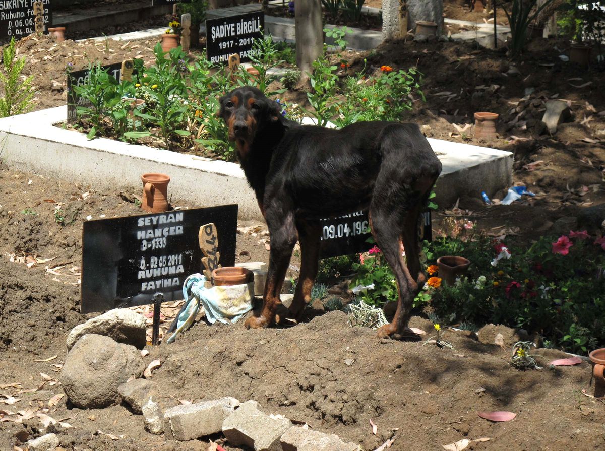 Sahibinin Mezarından Ayrılmıyor