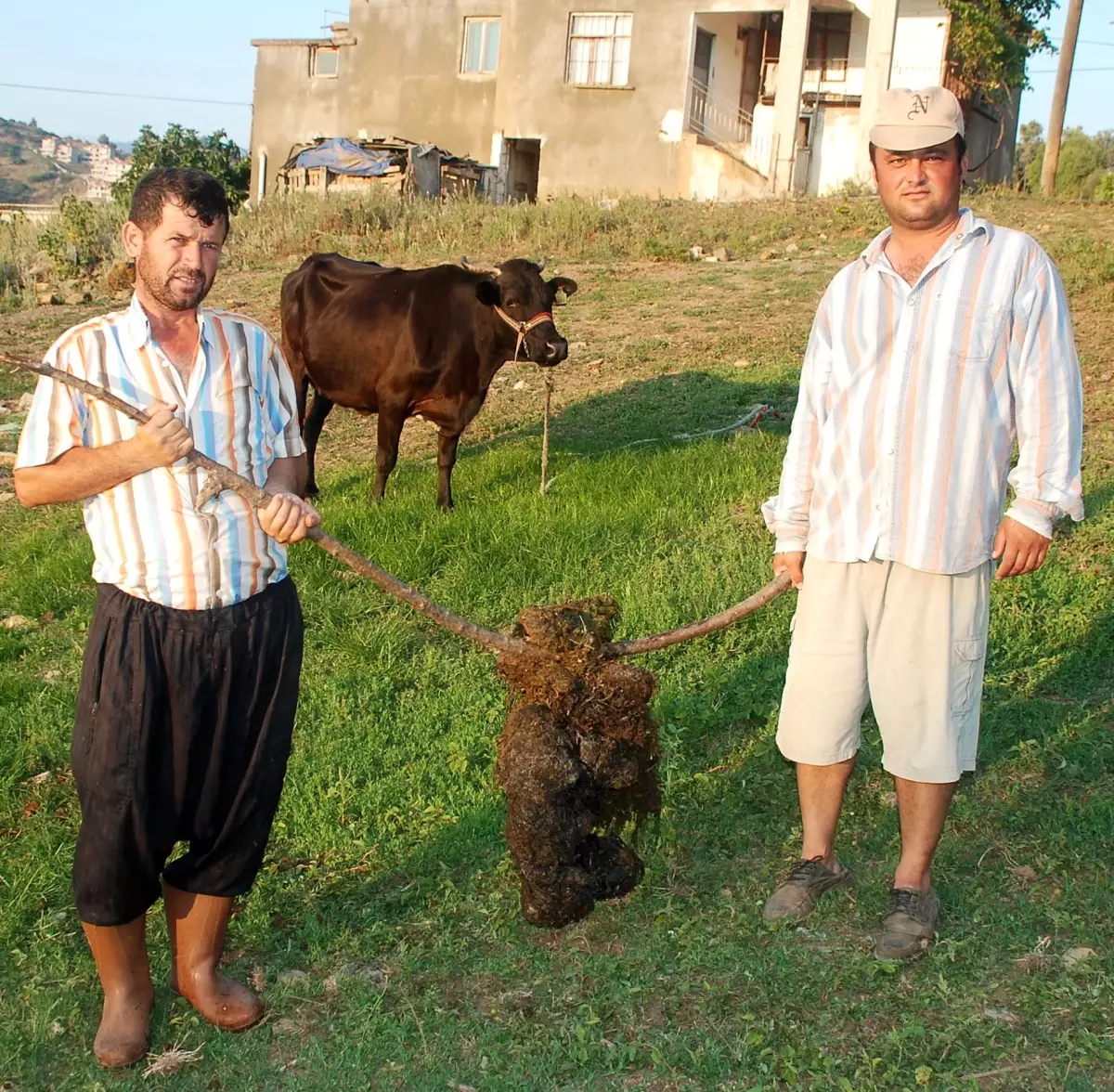İneğin Midesinden 50 Kilo İp Çıktı