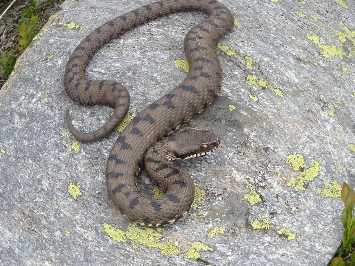 Dağcılar, Uludağ\'da "Baran Engereği" Yakaladı