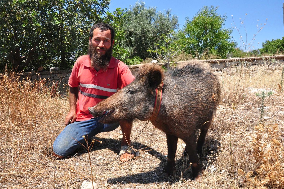 Evcilleşen Yaban Domuzu 1 Yaşında