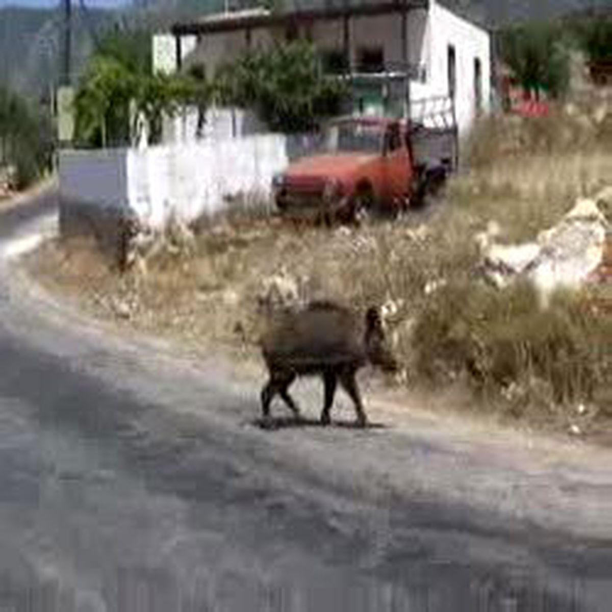 Şaşırtan Dostluk Bir Yaşında