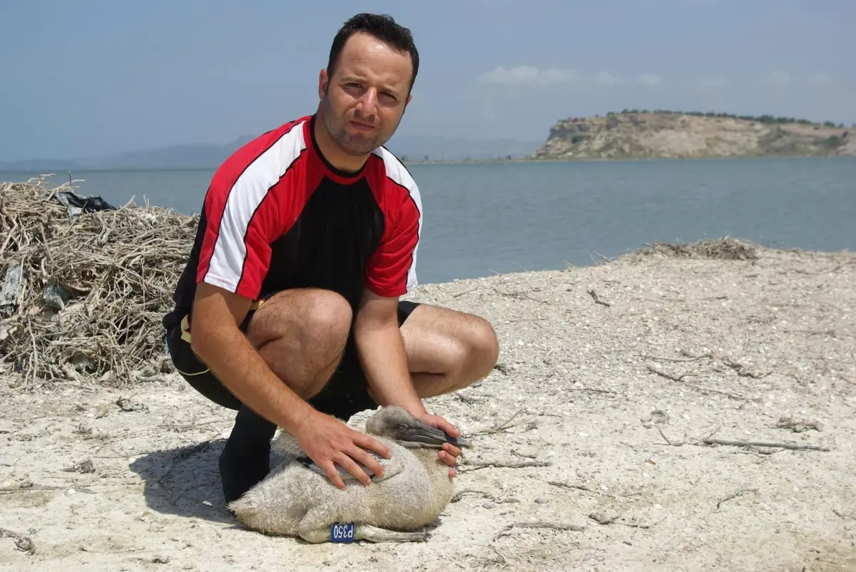 Pelikanlar, Nesilleri İçin Halkalandı