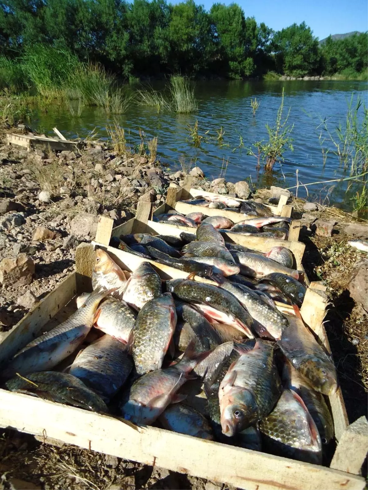 Üçpınarlar Göleti Sazan İstilasından Kurtarılıyor