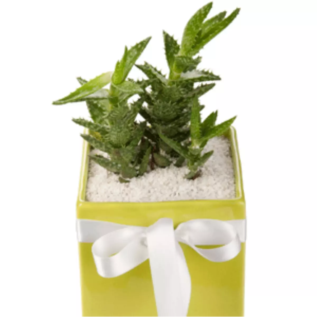 Çöllerin ve Ofislerin Bitkisi Kaktüs, Radyasyona Karşı