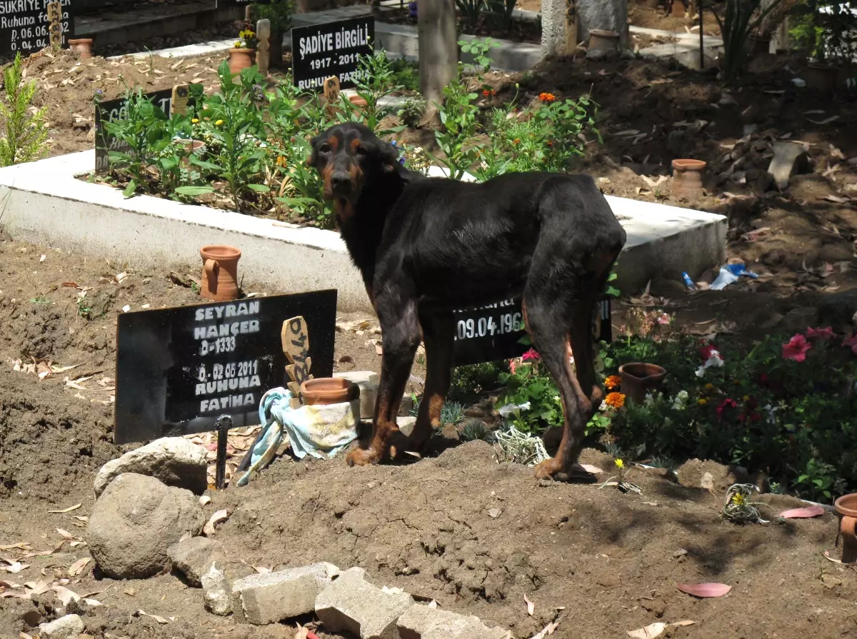 Öksüz\'e Belediye Sahip Çıktı