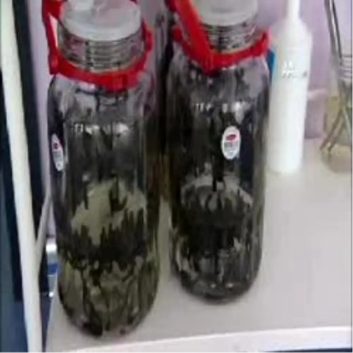 Dertlere Deva "Tıbbi Sülük"