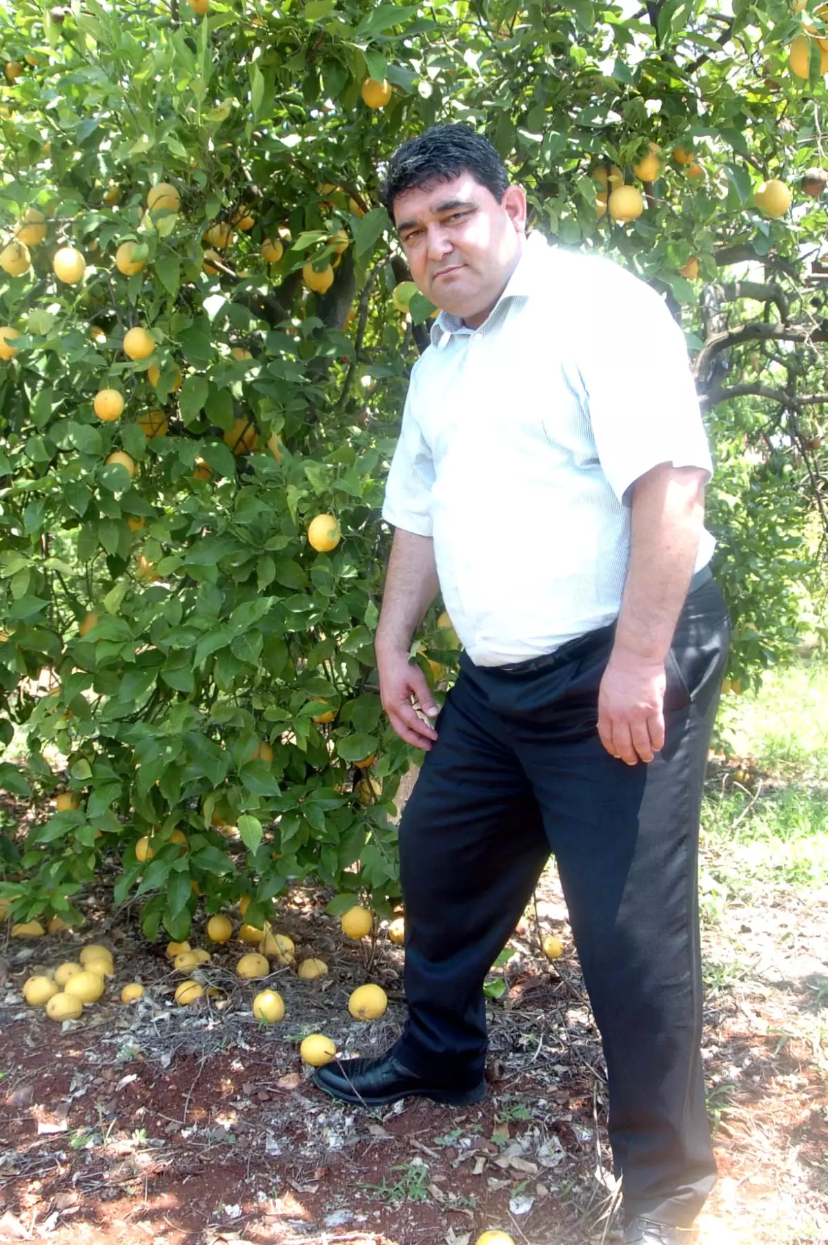 Mersin\'de Narenciye Dalında Kaldı