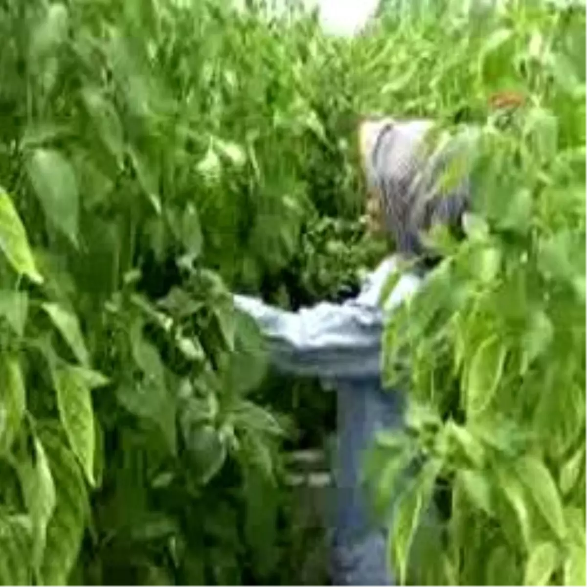 Mersin\'de Narenciye Dalında Kaldı