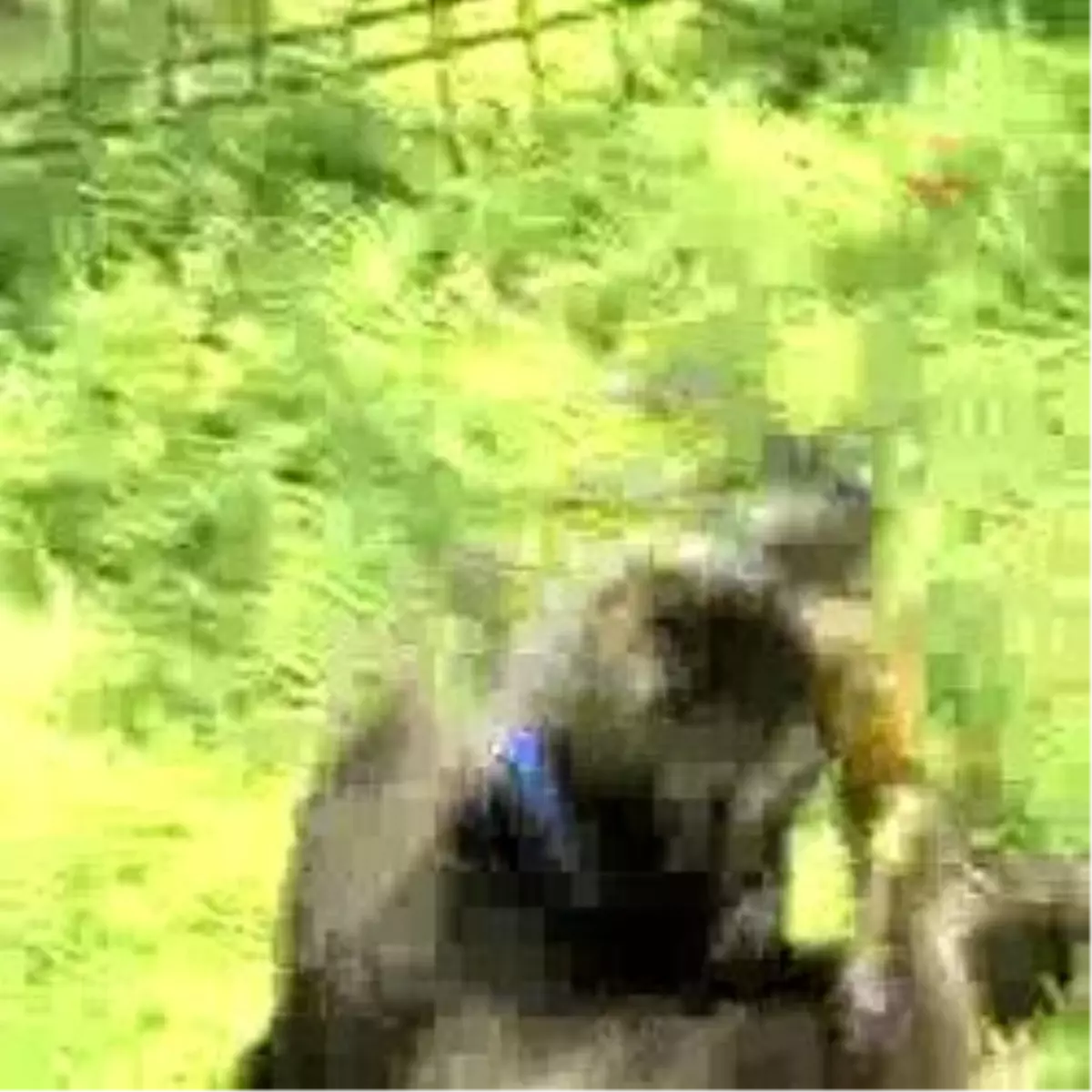 Genç K-9'lar Göreve Hazır