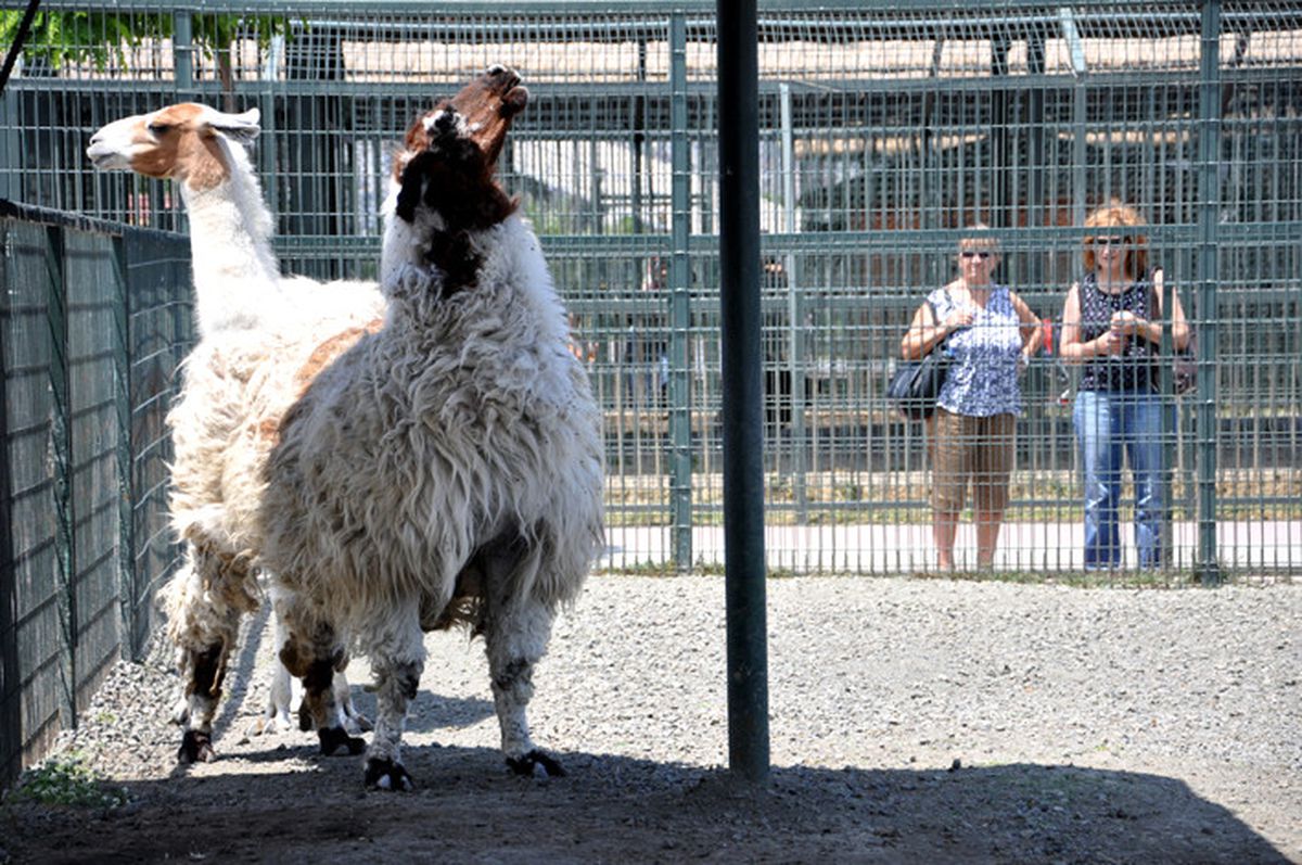 Samsun Hayvanat Bahçesi'nde Lamalara Yoğun İlgi