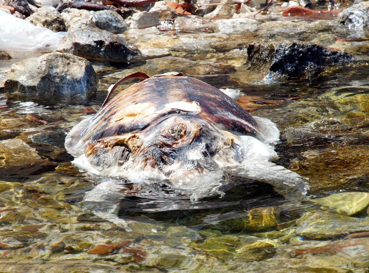 Caretta Caretta Ölüsü Sahilde Bulundu