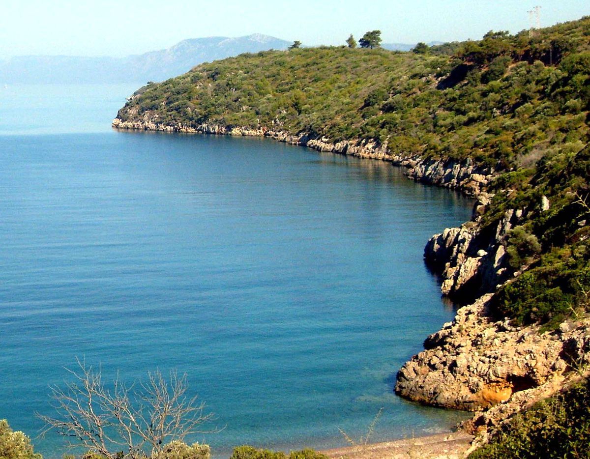 Kum Köpekbalıkları Sayısı Artıyor