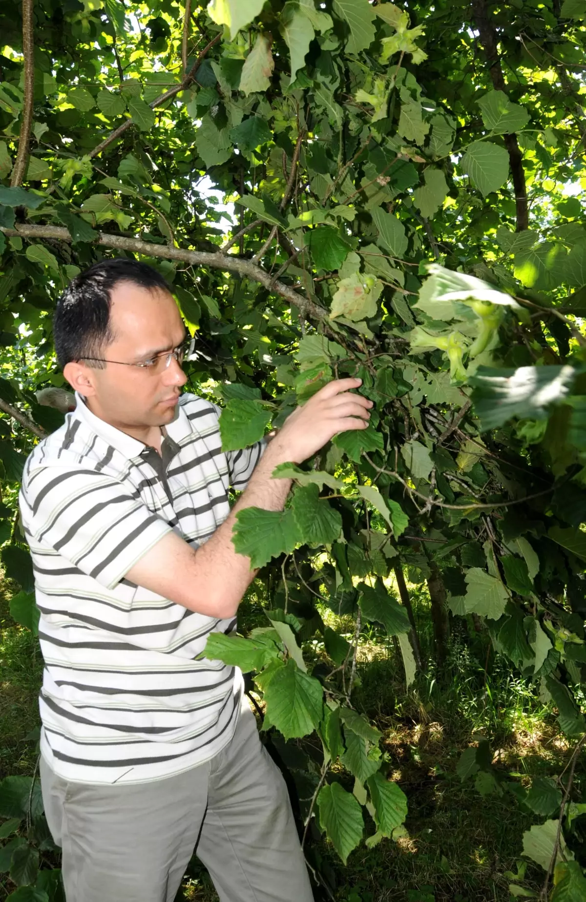 'Fındıkta Rekolte Çok Düşük, Üreticinin Borçlarının Ertelenmesini Talep Edeceğiz'