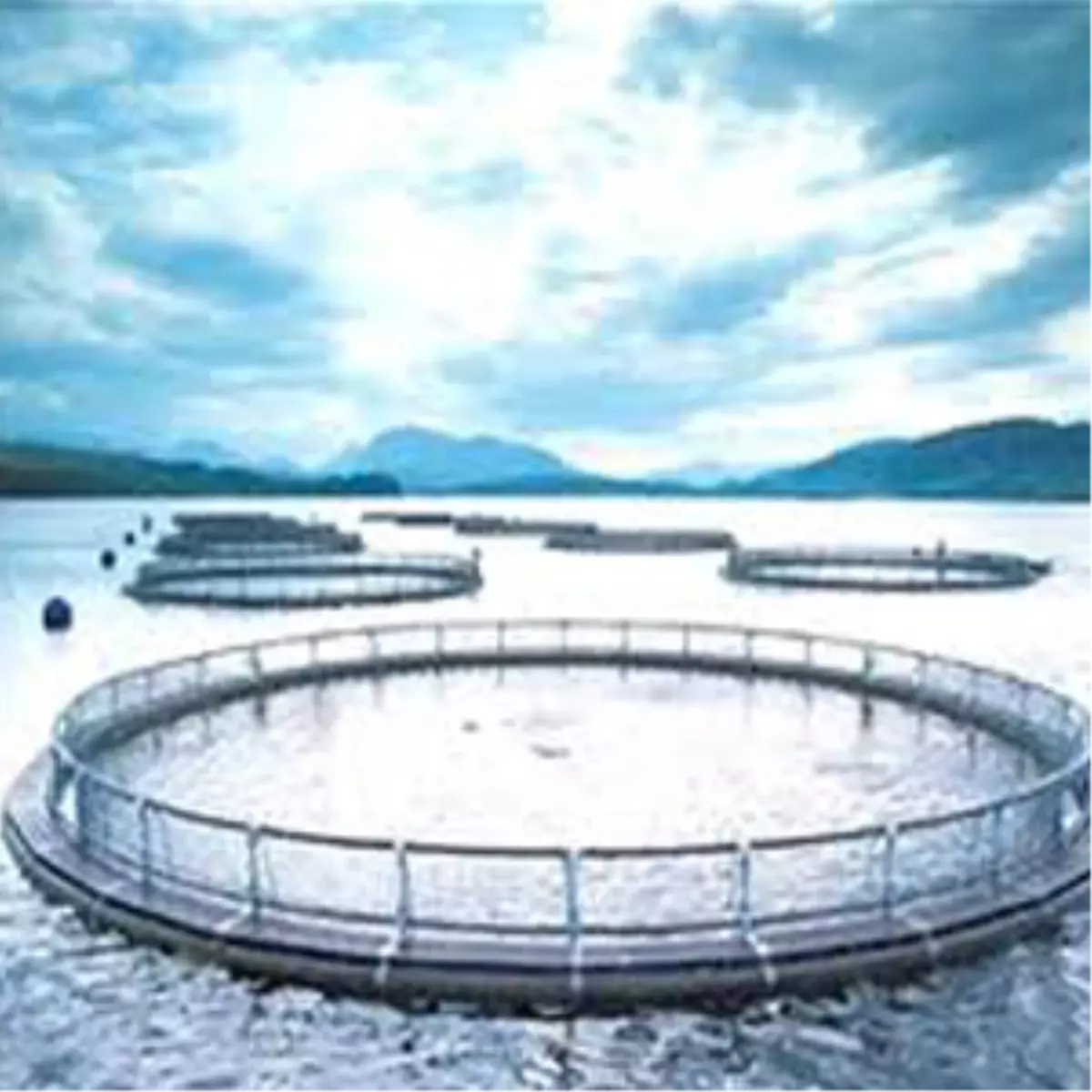 Su Ürünleri Üretimi Yüzde 4. 83 Arttı