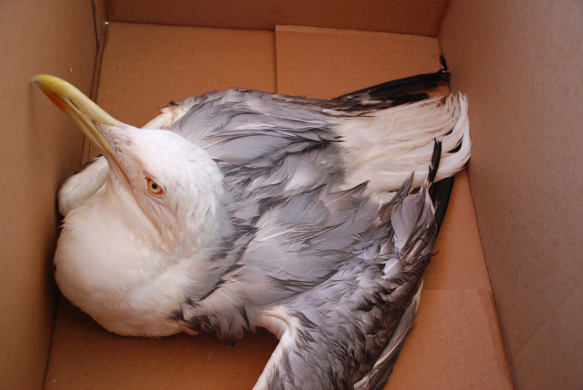 Bacağı Kırılan Martı Tedavi Altına Alındı