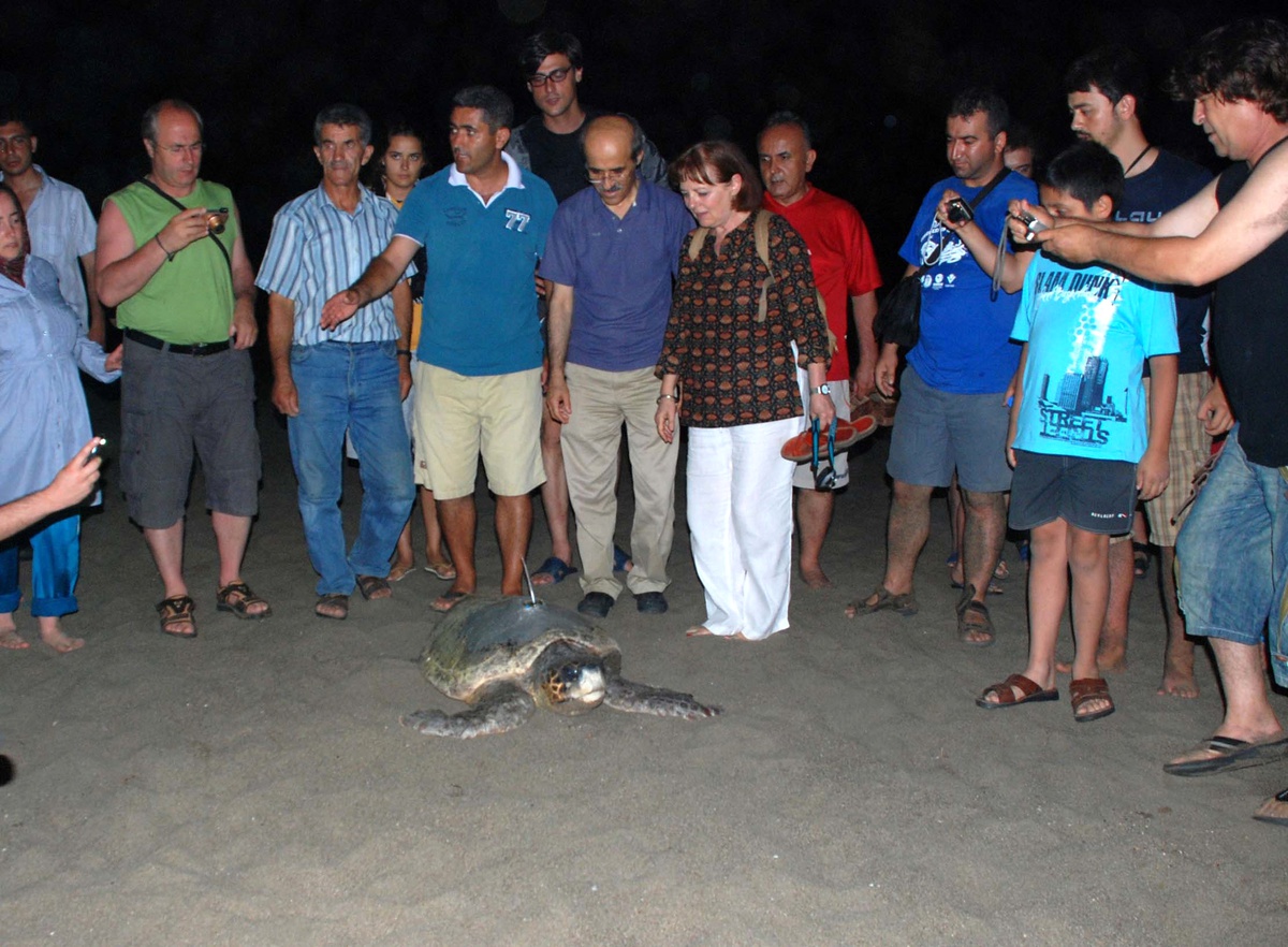 Bir Caretta Carettaya Daha İzleme Cihazı Takıldı