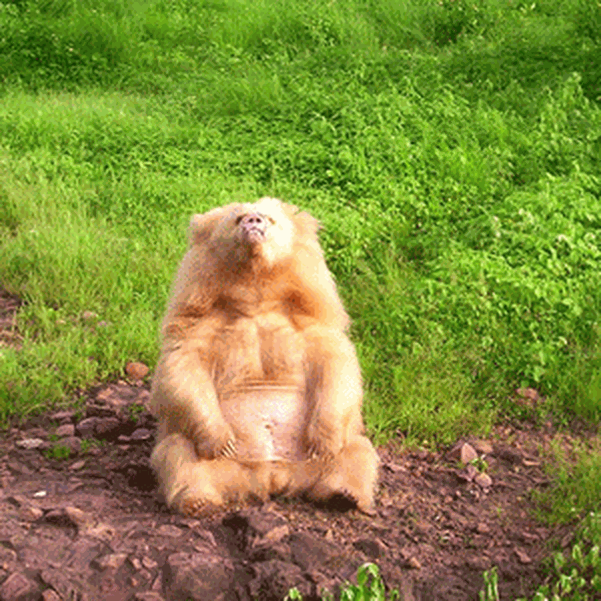 Soyu Tükenen ‘Tembel Ayılar’ İzmir’de Çoğalacak