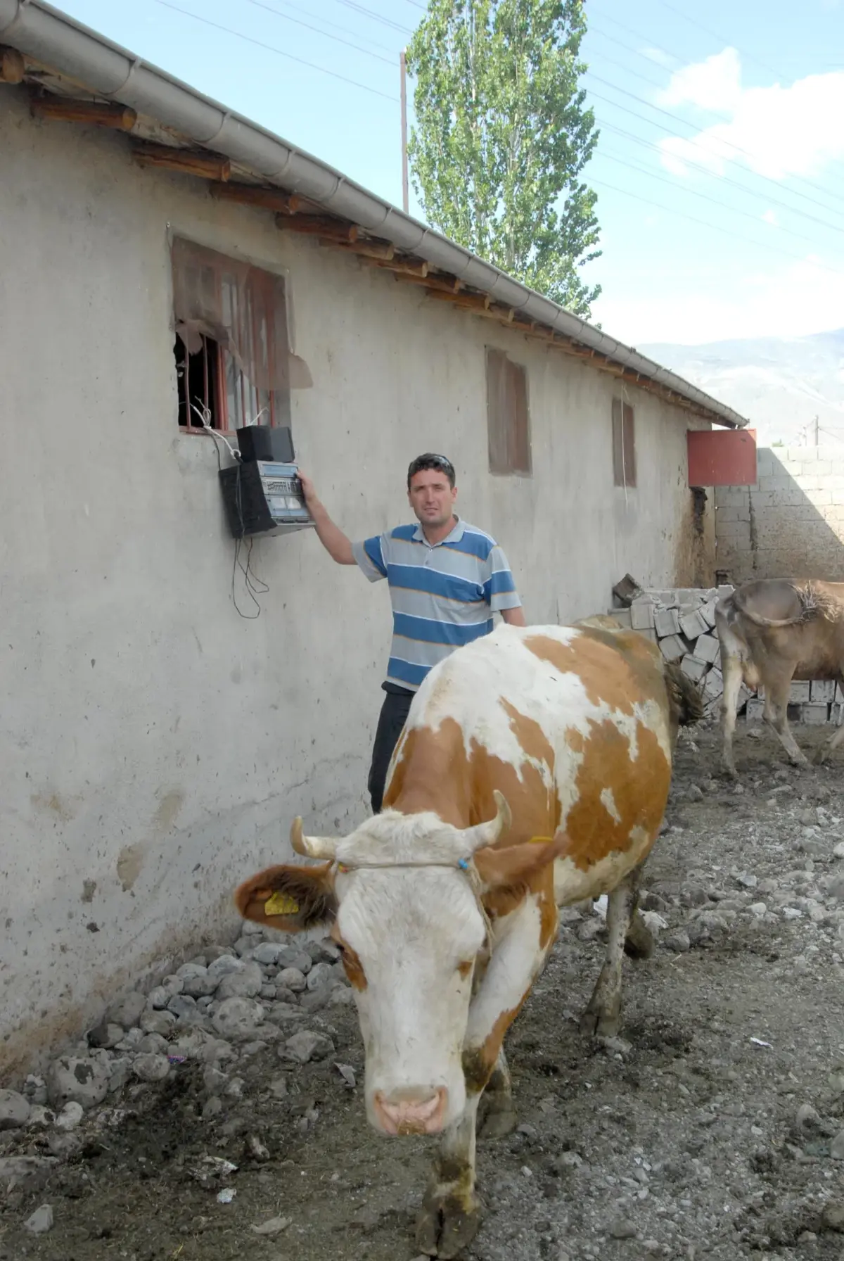 Müzikle İneklerde Süt Verimini Artırdı\'