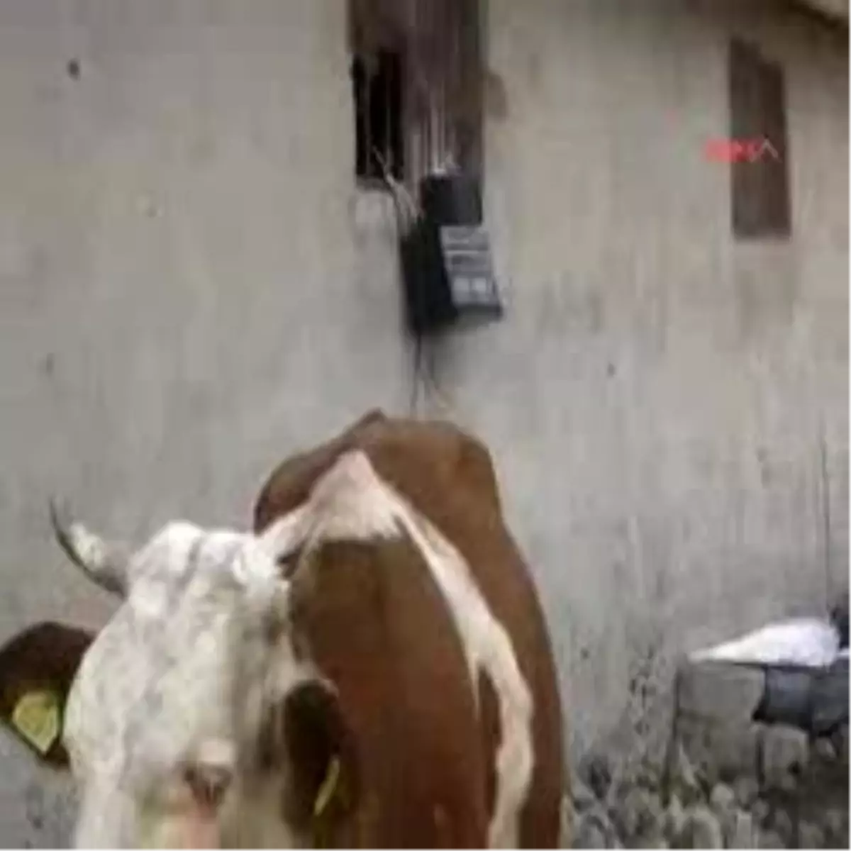 İneklerine Pop Müzik Dinletiyor