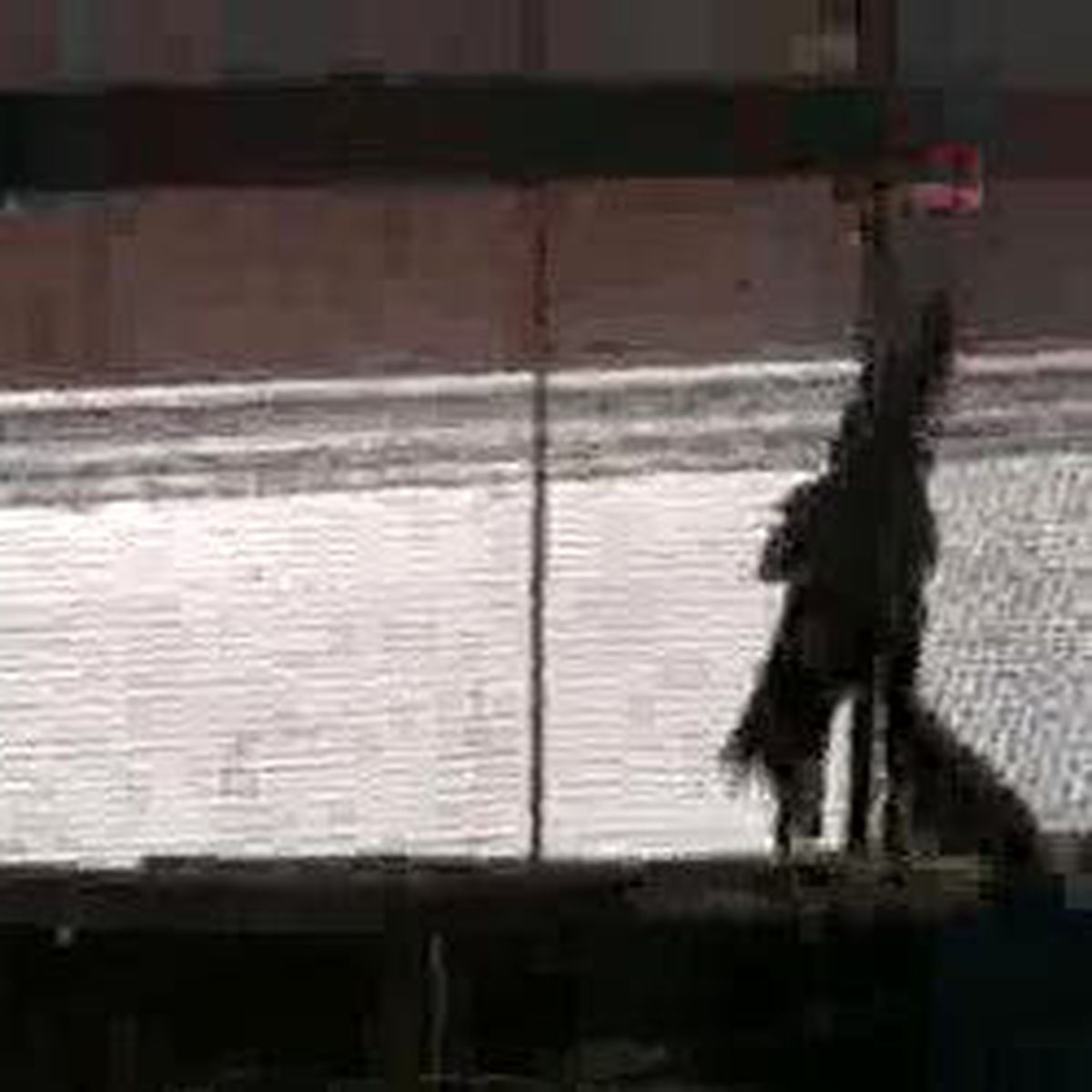 Şahinlerin Suçu Ne