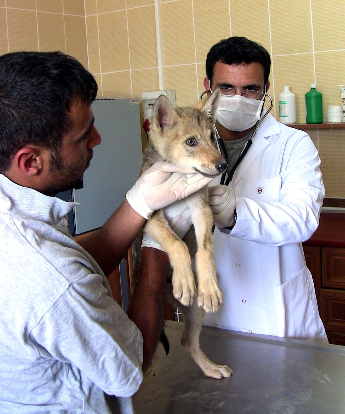Köye Kadar İnen Yavru Kurtlar Evcilleştirilecek