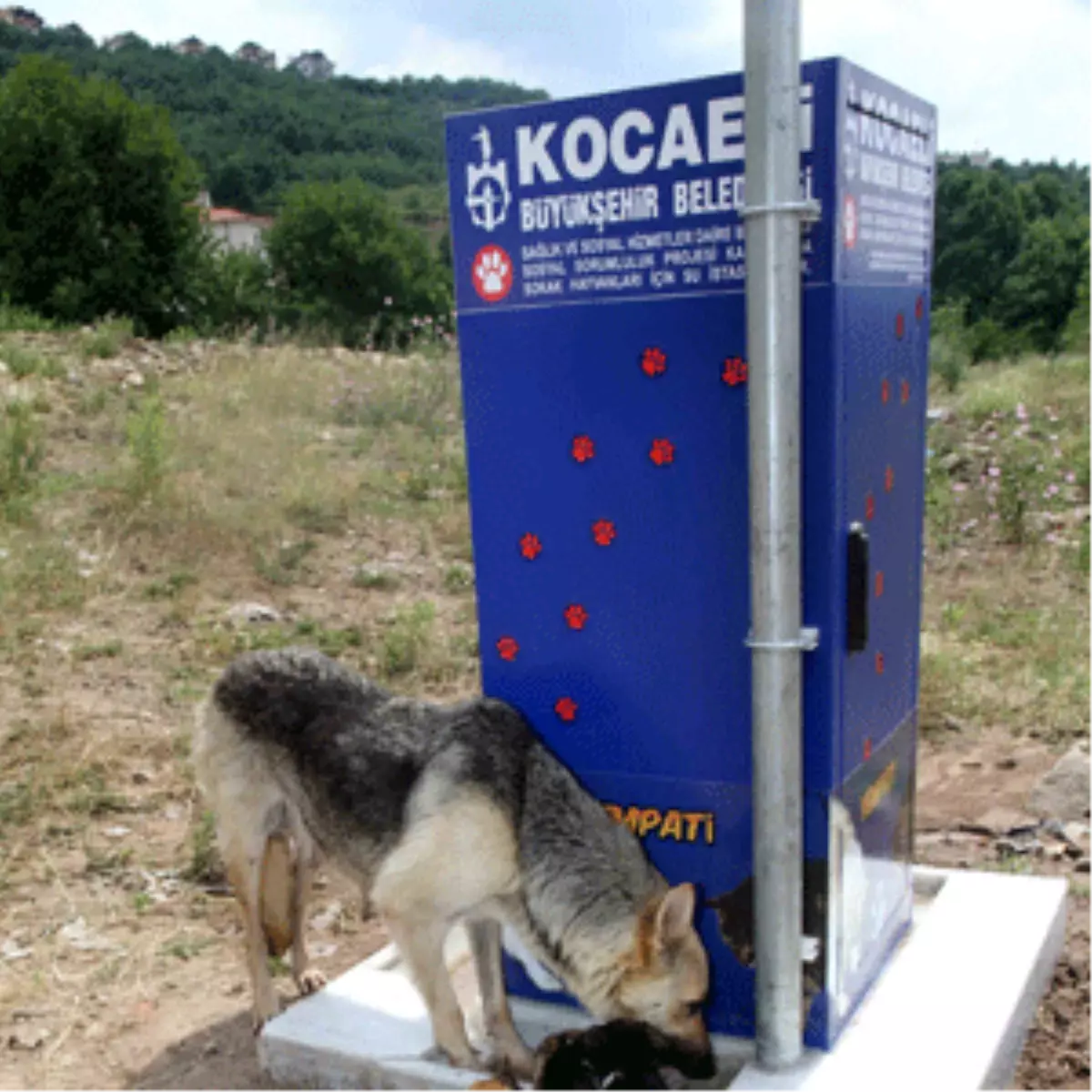 Petpati, Anne ve Yavruların Evi Oldu