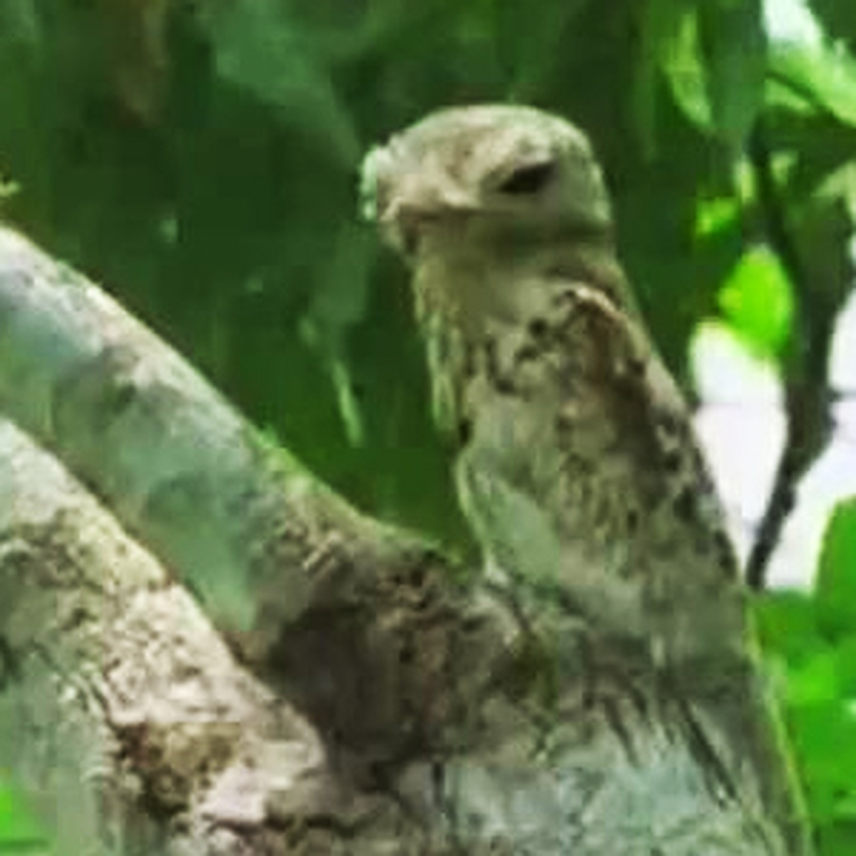 Ağaç Dalı Taklidi Yapan Kuş