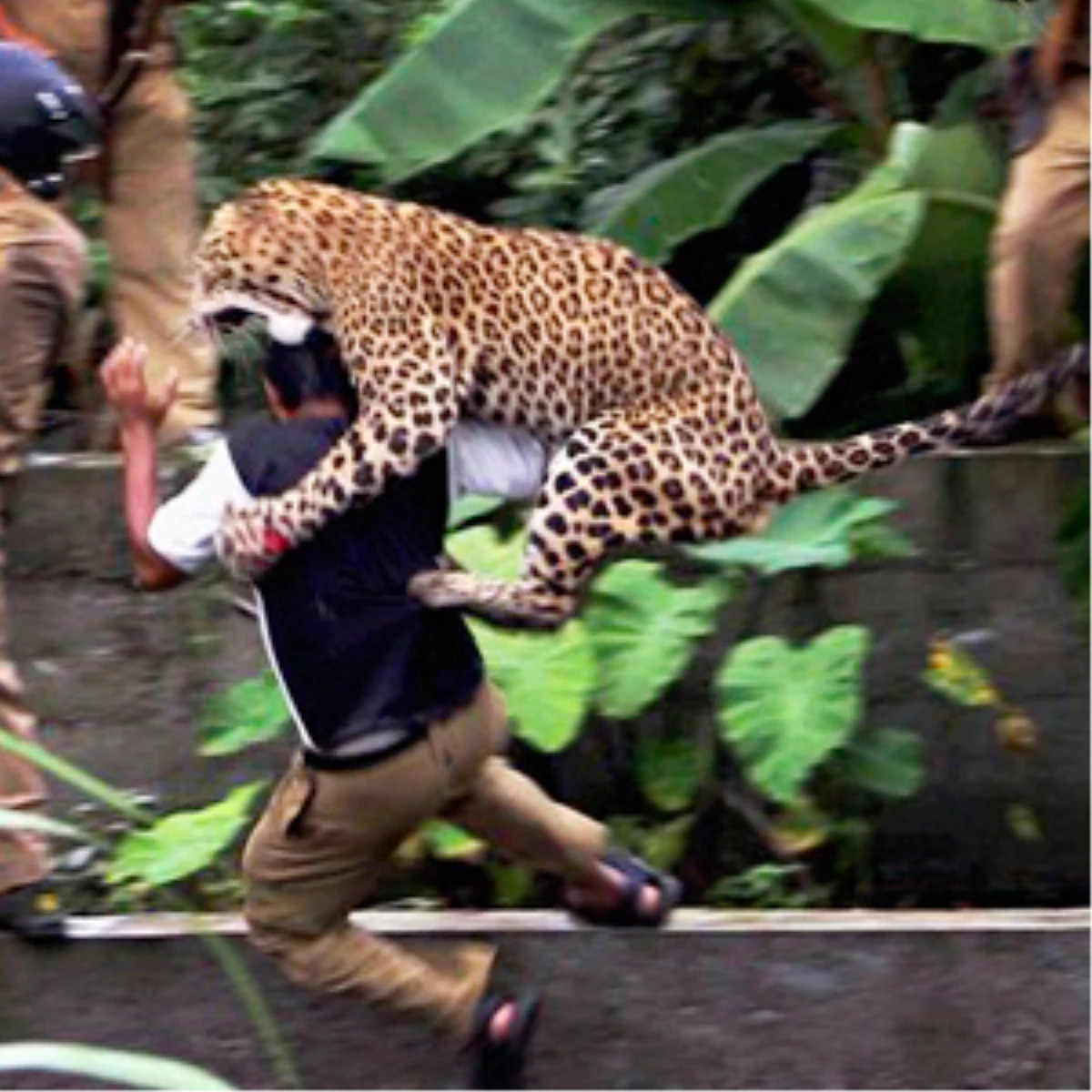 Leoparın Korkunç Saldırısı