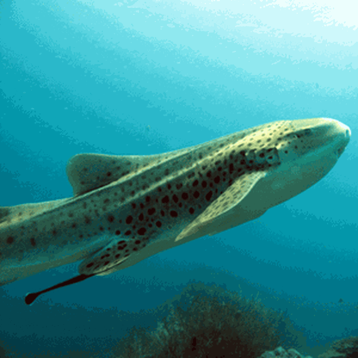 İstanbul Akvaryum'a Üç Yeni Zebra Köpekbalığı