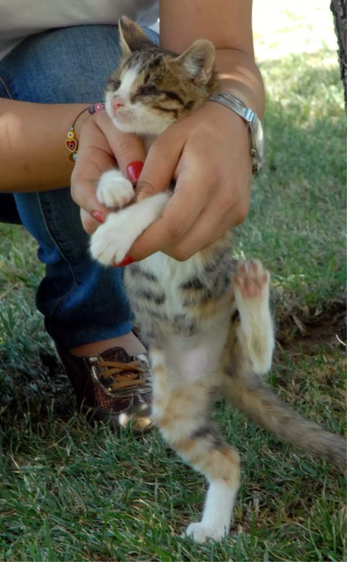 Gözleri Görmeyen Yavru Kediye Yuva Aranıyor