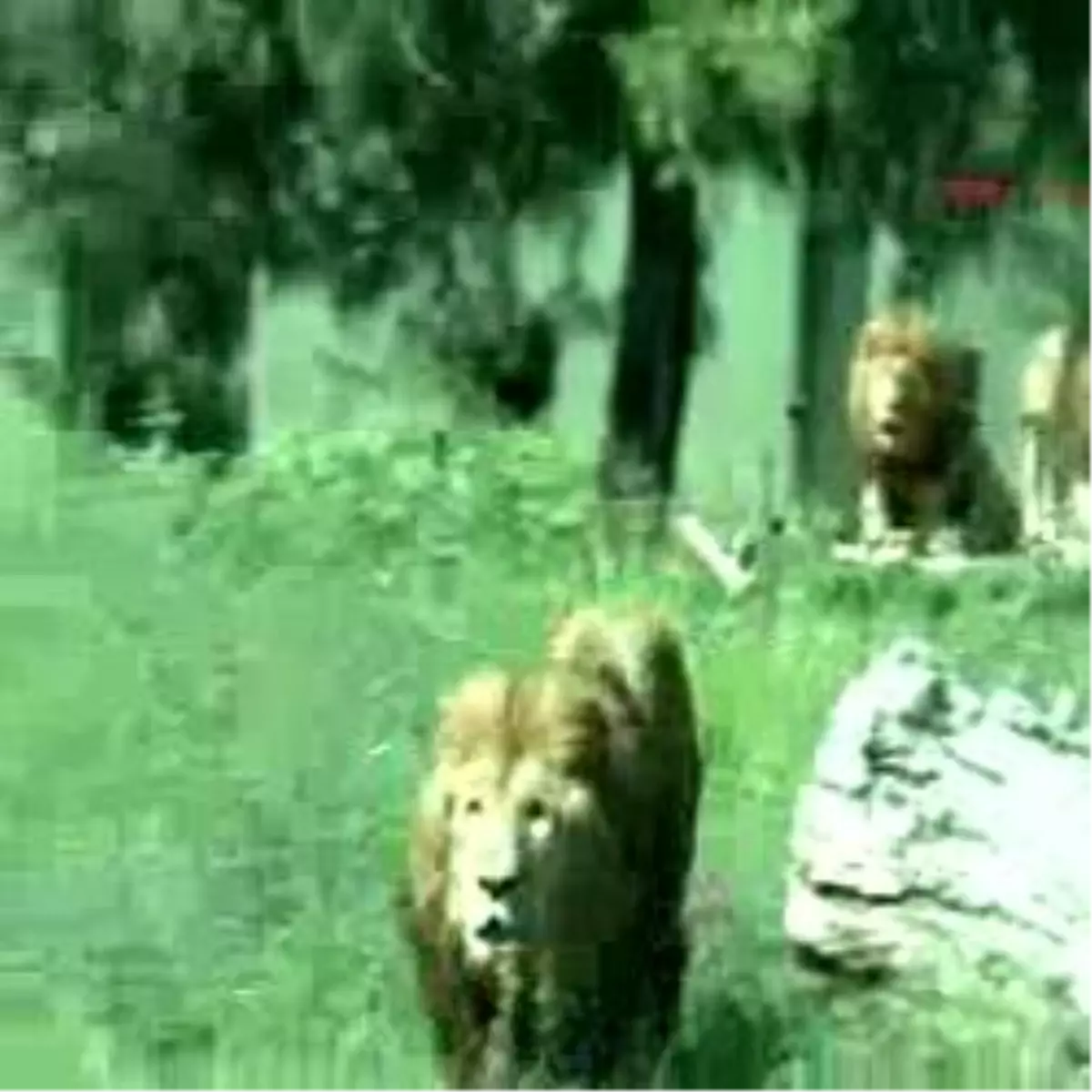 Zoo Park\'ta Serinleme Saati