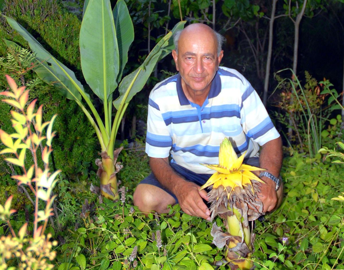 Altın Lotus Çiçek Açtı