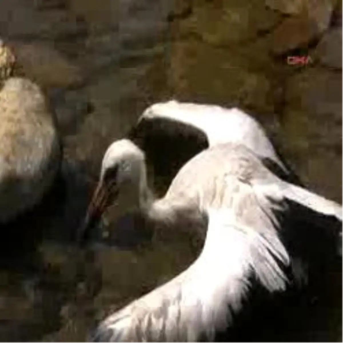 Leylek Tellerin Kurbanı Oldu