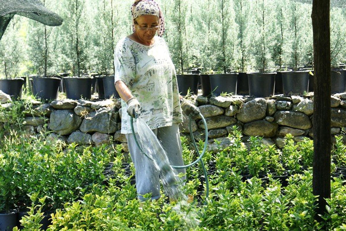 Kanseri Süs Bitkisi Yetistirerek Yendi