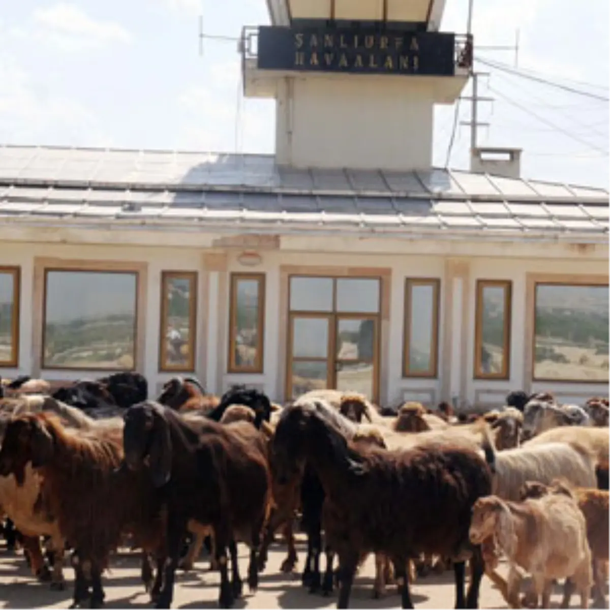 Şanlıurfa Havaalanı\'na THK Talip