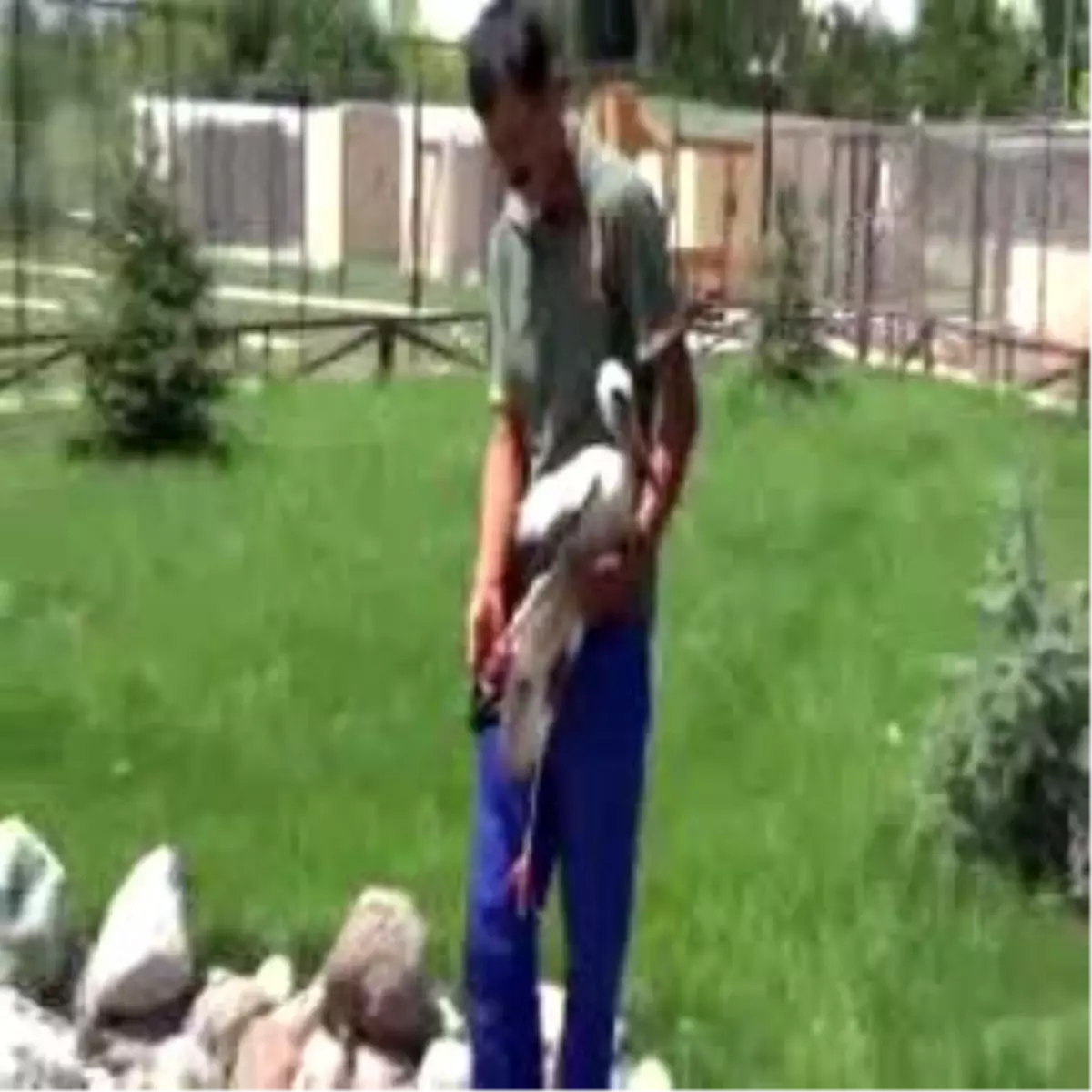 Yavru Leylek Protezle Yürüyecek