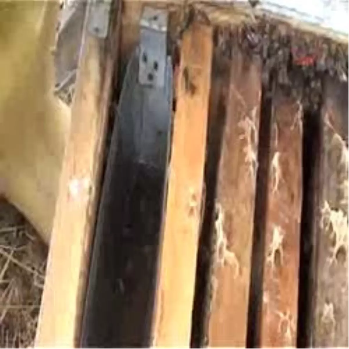 Arıların Sır Ölümü